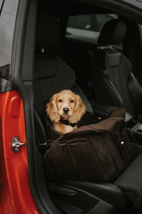 torba-do-przewozenia-psa-smart-czarna (1).jpg