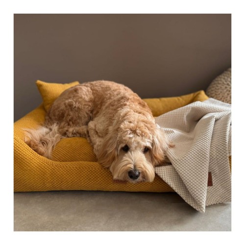 legowisko-kanapa-prato-mustard (1).jpg