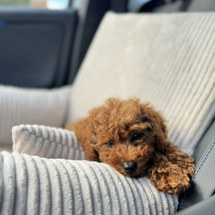 fotelik-samochdowy-dla-psa-i-kota-denzoo-milano-beige (2).jpg