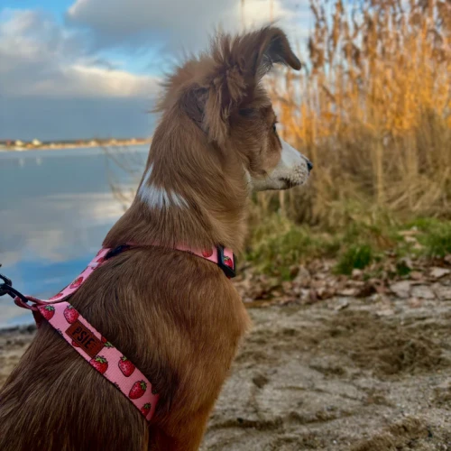 obroza-dla-psa-rozowa-truskawkowa (2).webp