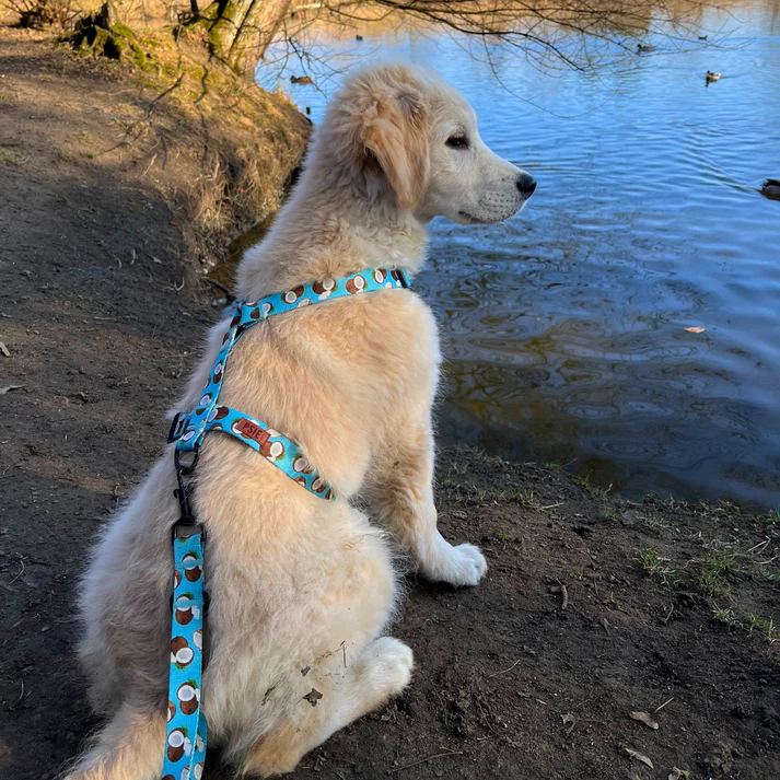 niebieska-obroza-dla-psa-w-kokosy (3).webp