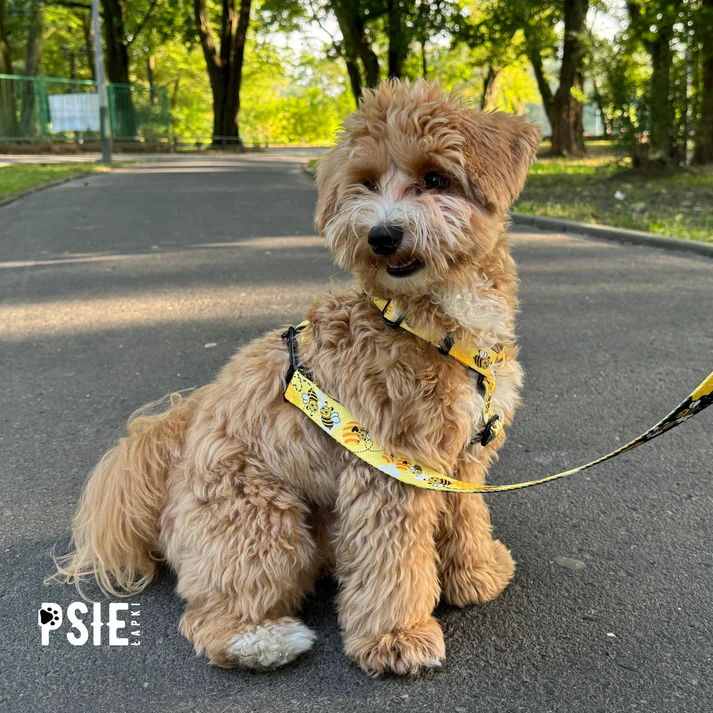 zolta-obroza-dla-psa-we-wzorki (2).webp