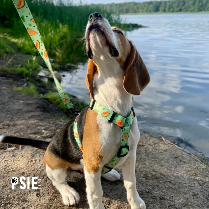 obroza-dla-dużego-psa-zielona-w-owoce (3).webp