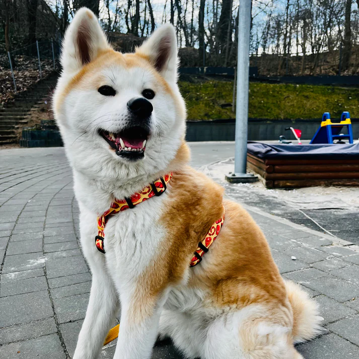 obroza-dla-psa-pomaranczowa-w-szynke-regulowana (2).webp