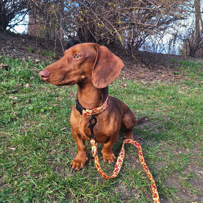 obroza-dla-psa-pomaranczowa-w-szynke-regulowana (3).webp