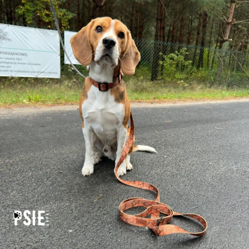 obroża-dla-pda-brązowa-regulowana-z-klamra (2).webp