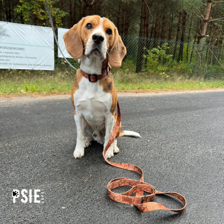 obroża-dla-pda-brązowa-regulowana-z-klamra (2).webp