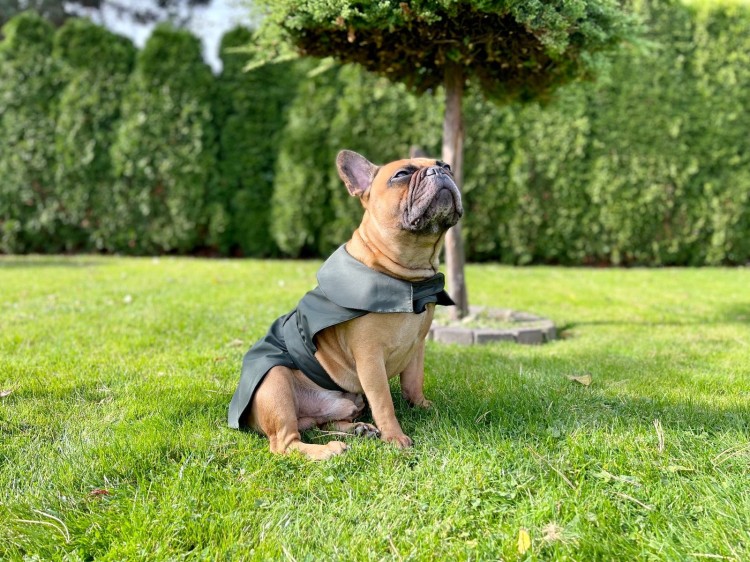 plaszcz dla psa (2).jpg