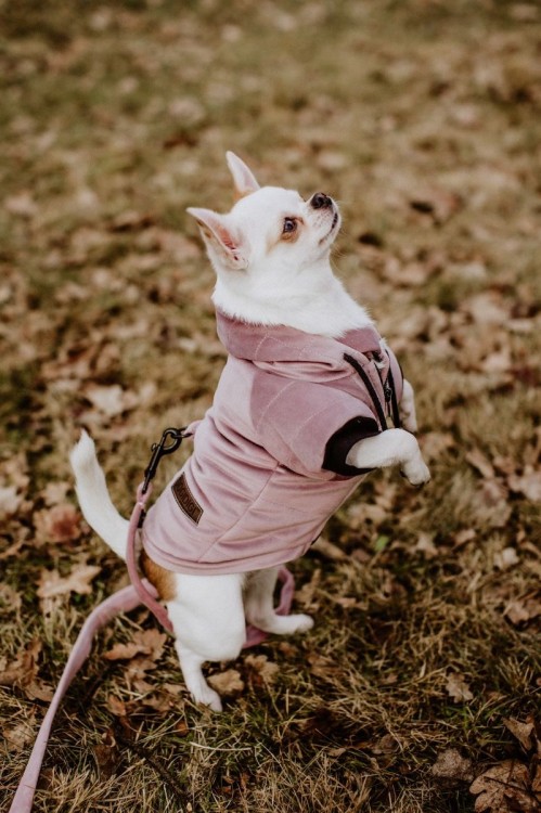 dogidigi-013 (1).jpg