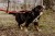 dogidigi-014_1.jpg