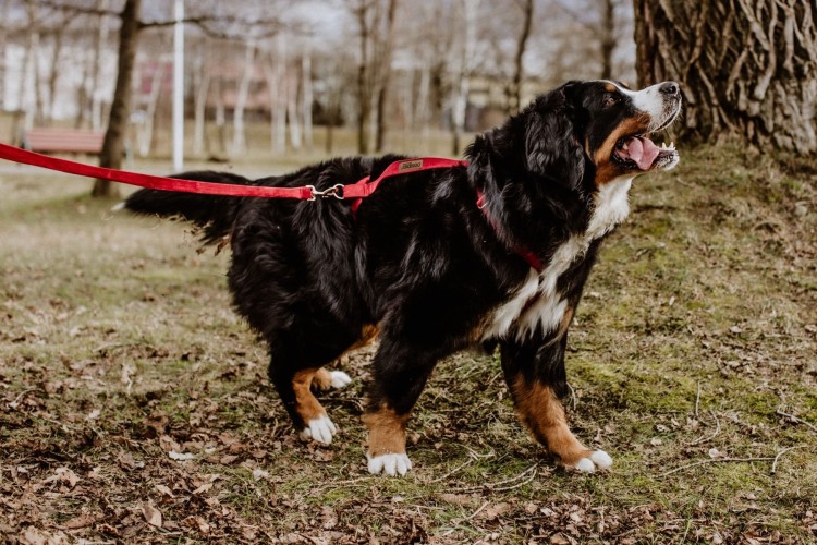 dogidigi-014_1.jpg