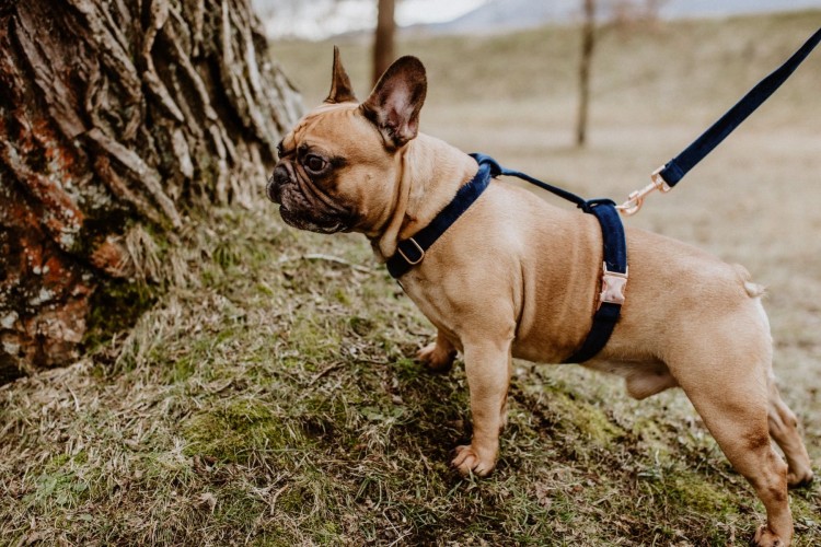 dogidigi-001_1_1.jpg