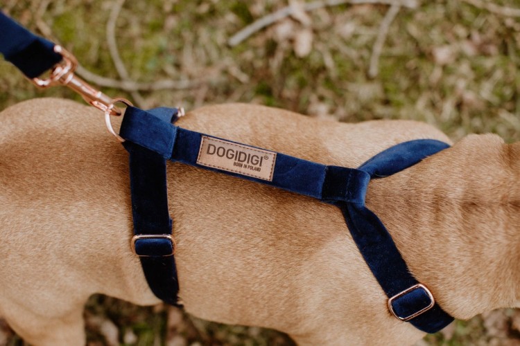 dogidigi-002_3.jpg