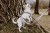 dogidigi-003_1_1.jpg
