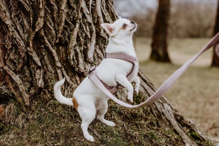 dogidigi-003_1_1.jpg