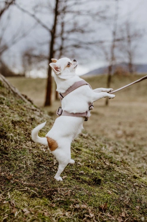 dogidigi-004_1.jpg