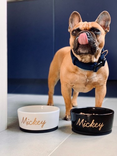 granatowa-obroza-dla-psa (2).jpg