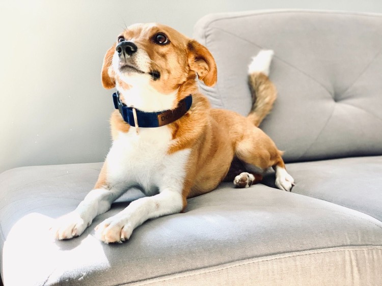 granatowa-obroza-dla-psa (3).jpg